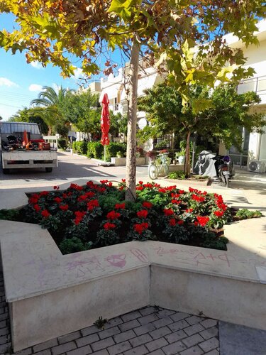 αρωματικά φυτά