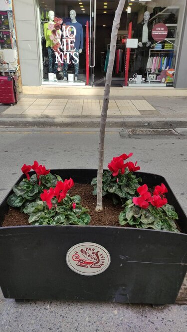 αρωματικά φυτά