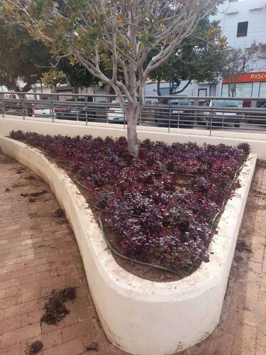 αρωματικά φυτά