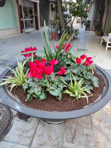 αρωματικά φυτά