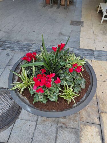 αρωματικά φυτά