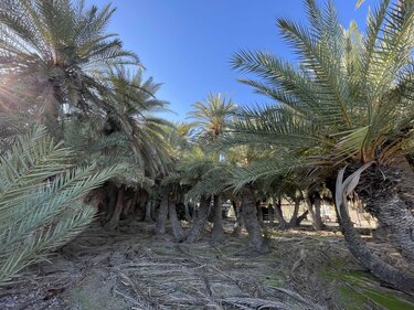 Φοινικόδασος