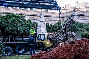 ελιά 770 ετών