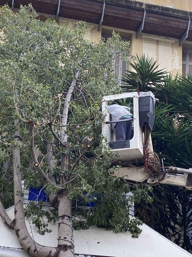 Δέντρο, Δικαιοσύνης