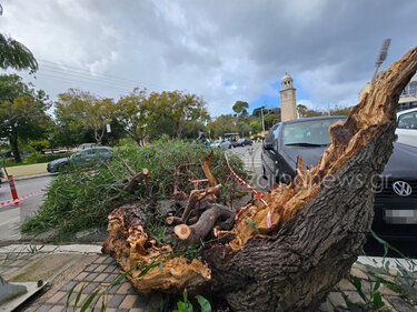 δεντρο εκοψε στη μέση 