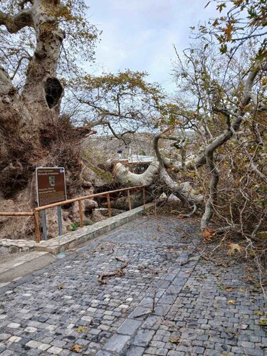 Πλάτανος Κράσι κομμένο