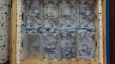 σαλιγκάρια