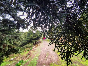 δρόμοι ζωής- κοπή πίτας