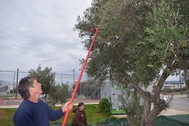 ελαιοσυλλογή 