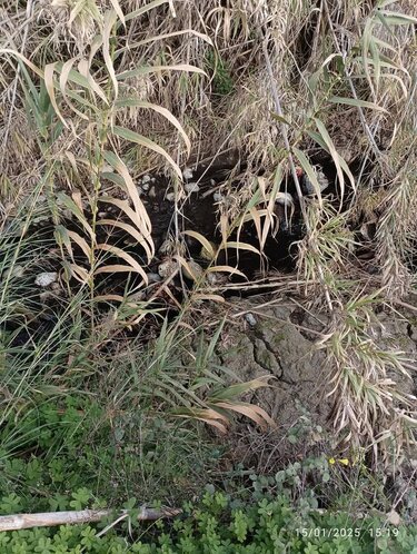 Ρέμα, Κατσίγαρος