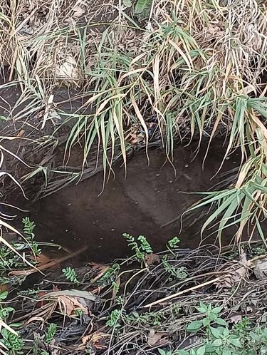 Ρέμα, Κατσίγαρος