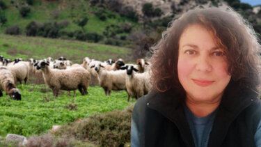 Πρόβατα, Ευλογιά, Σοφία Λαμπρινίδη