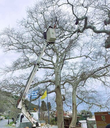 Πλάτανος Κράσι