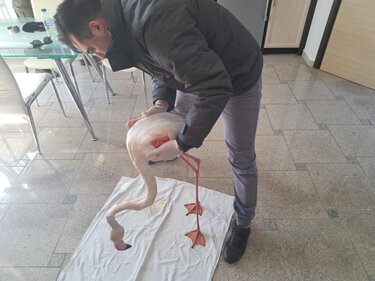 Φλαμίνγκο, Μυτιλήνη