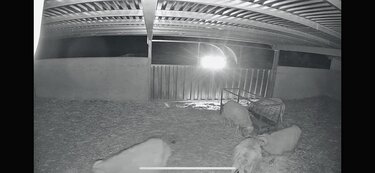 κριάρια, ποιμνιοστάσιο