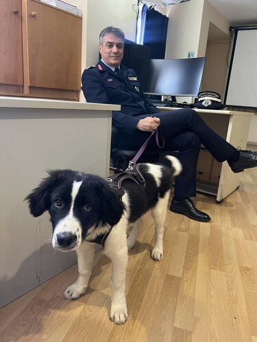 Σπυριδάκης Νίκος σκυλάκι