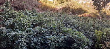 Χασίς, φυτεια