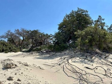 Χρυσή, αυτοψία