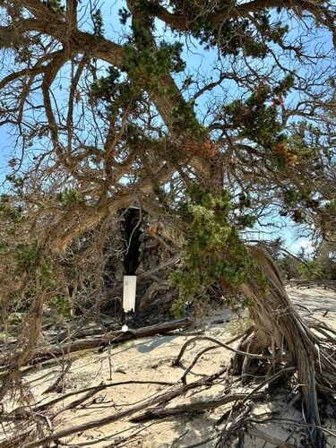 Χρυσή αυτοψία