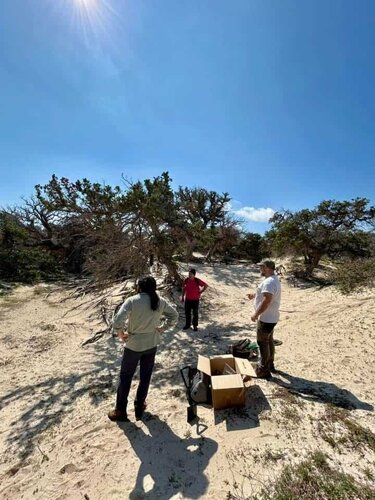 Χρυσή, αυτοψία