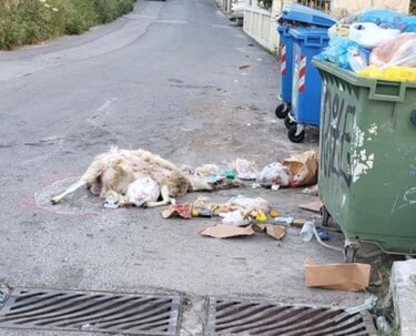 Ψόφιο πρόβατο στα σκουπίδια