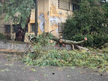 Λαμία: Μπουρίνι έριξε δέντρα, πλημμύρισε σπίτια και άφησε χωρίς ρεύμα τη νότια πλευρά της πόλης