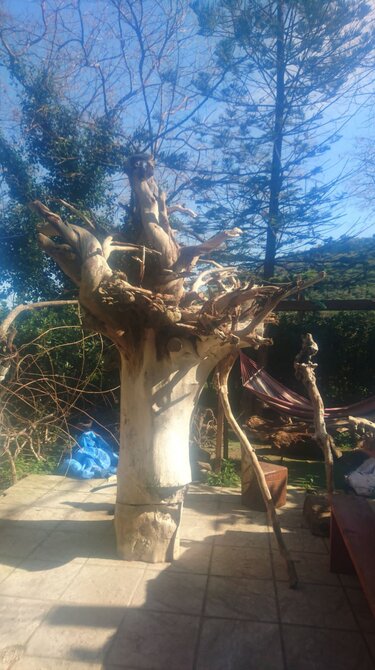 κορμος ευκάλυπτου