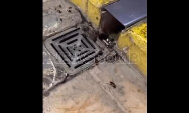 κατσαρίδες αεροδρόμιο