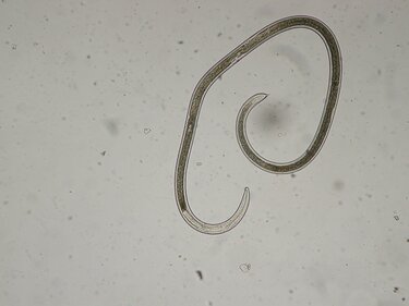 Αμπέλι, Νηματώδης ιός