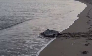 Χελώνες, Κομμός