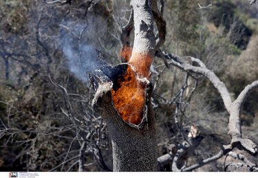 Τεμένια, Φωτιά