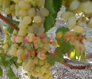 Αμπέλια, Ζημιές, Καύσωνας