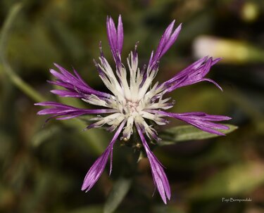 Centaurea diluta subsp. diluta 