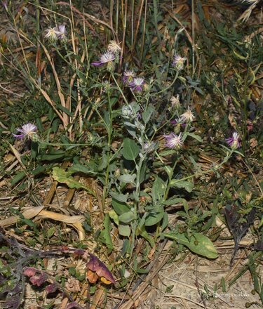 Centaurea diluta subsp. diluta 