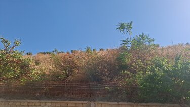 enetika teixi xera xorta.3