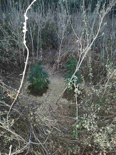 κάνναβη αποκορωνας