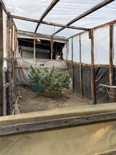 δενδρύλλια κάνναβης θερμοκήπια