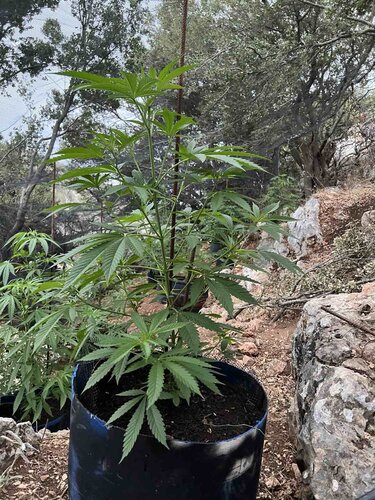 Χασισοφυτεία Ρέθυμνο