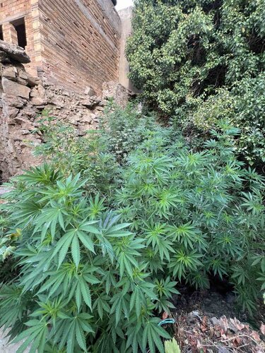 Χασισοφυτεία Ρέθυμνο