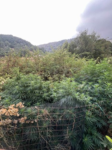 Χασισοφυτεία Ρέθυμνο