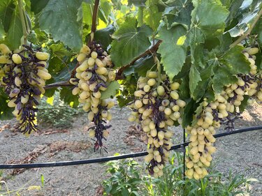 Αμπέλια, Καύσωνας