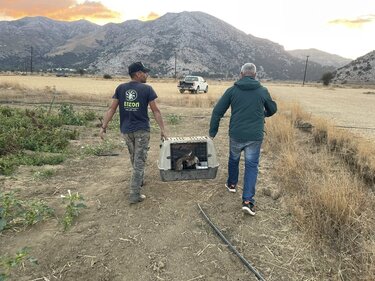 γυπας-ανιμα-οροπεδιο