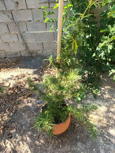 ΧΑΝΙΑ ΝΑΡΚΩΤΙΚΑ