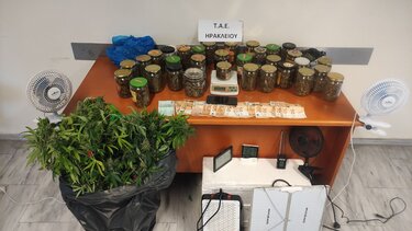 Κάνναβη Ηράκλειο καλλιέργεια