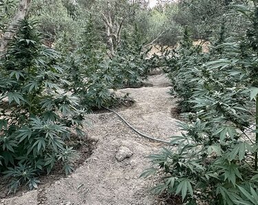 Χασίς, Μυλοπόταμος