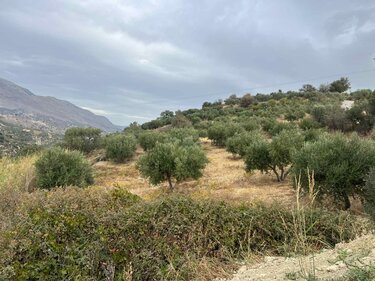 Ελιές, Ασίτες