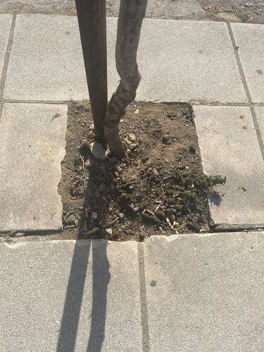 Γεωργιάδη, Σκουπίδια