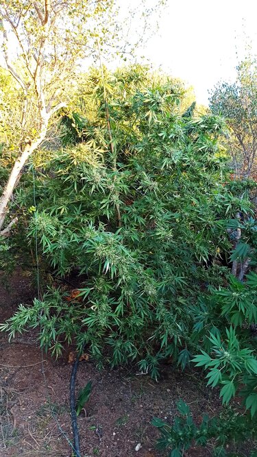 Ηράκλειο κανναβη