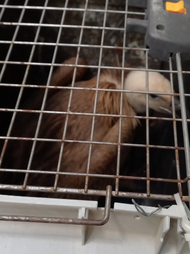 Ορνεο Πολυκατοικία Ηρακλειο