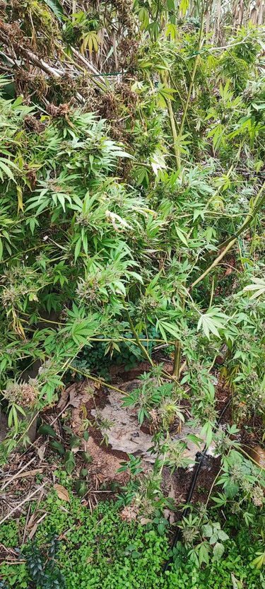 Χασις χανιά